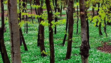 Lille rnebjerg lejrplads, Mns Klint - Mn
