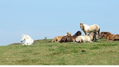 Mn Islndercenter - Mn